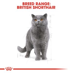 غذای خشک گربه رویال کنین وزن 4 کیلو Royal canin British Shorthair ADULT